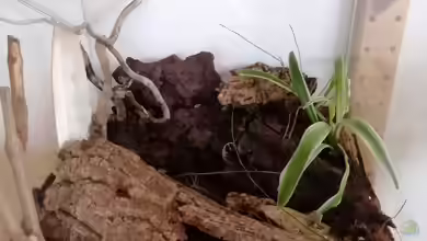 Panda-Würfel von Hexe