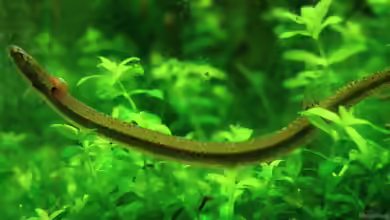Pangio shelfordii im Aquarium halten