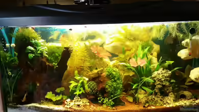 Panorama Aquarium von Sandra 1980