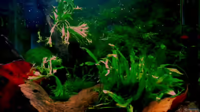 Panorama von Aquadog