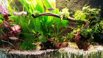 Panoramabecken 300 Liter von Gigi