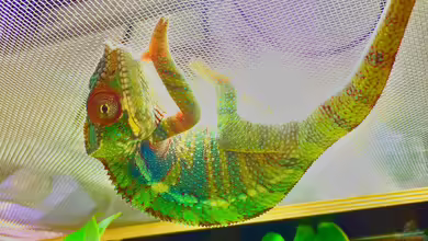 Pantherchamäleon Regenwaldterrarium von ???FloH???