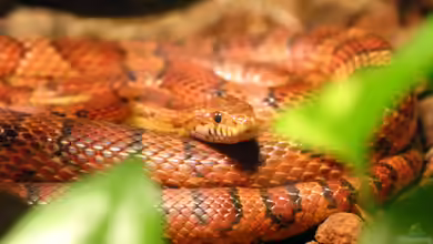 Pantherophis guttatus im Terrarium halten