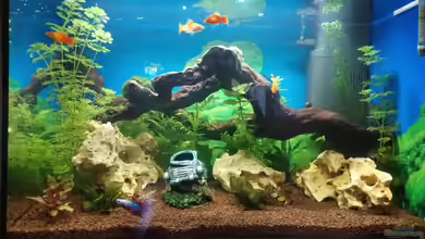 Papilis Anfängerbecken von Papili