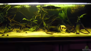 Parachanna obscura von Metamorphois