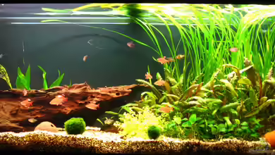 Paradiesli von NicoleZH