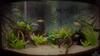 Paradise Edge Obsolete von The_Lizardking