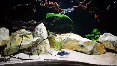 Paralabidochromis chromogynos "Zue" Artenbecken von tonisafricancichlids