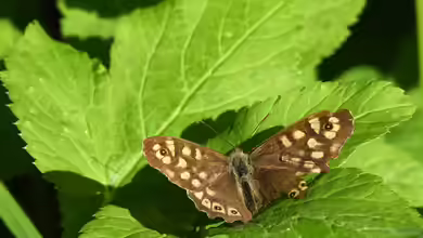 Pararge aegeria im Garten