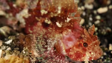 Parascorpaena mossambica im Aquarium halten