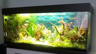 Pascals Scuba von Pascal W.