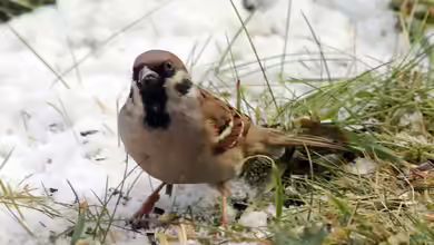 Passer montanus im Garten