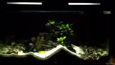 Paul´s Tanganjika Aquarium von Paul Hellberg