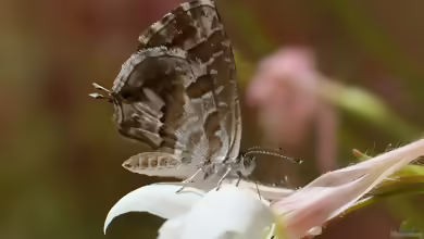 Pelargonien-Bläuling: Cacyreus marshalli im Garten