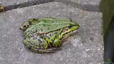 Pelophylax lessonae im Gartenteich