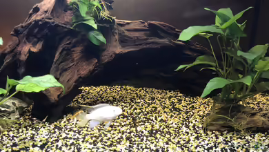 Pelvicachromis pulcher Zuchtbecken 36152 von Helga Kury