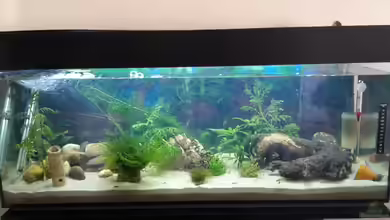 Perlhuhnbärblingtraum (existiert nicht mehr) von Tanja F.