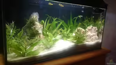 Perlhuhntümpel von Z to the osel