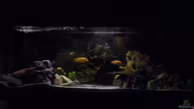 personal dream von Philipp Mikuletz