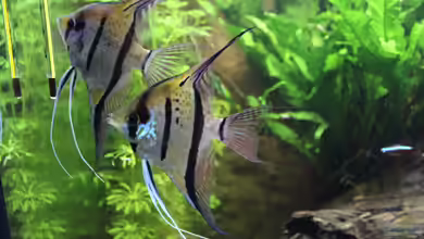 Peruaner ( nur noch als Beispiel ) von Ottche