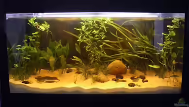 Peruanische Gebirgsbachmündung von derduff