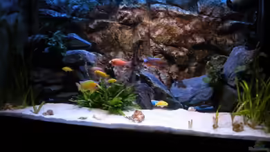 Peter´s bunte Kiste von Peterfish