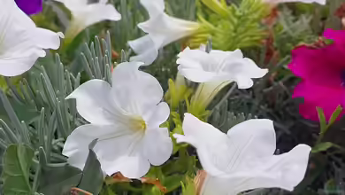 Petunia × atkinsiana im Garten pflanzen