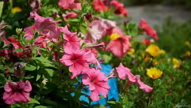 Petunien - Farbenprächtige Dauerblüher für Garten, Balkon und Terrasse