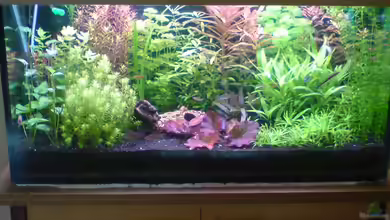 Pflanzen im Aquarium - Gestaltung eines Biotops