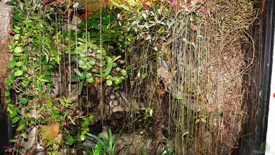 Pflanzen-Terrarium von Goldfisch