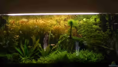 Pflanzendickischt von CPeters