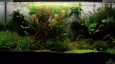 Pflanzenkiste von Kuro-Schio