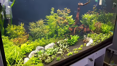 Pflanzenmaster von Pflanzenmaster