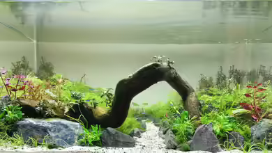 Pflanzenmix, Scaping ohne CO2 von Dany