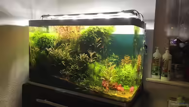 Pflanzentempel von NOWI1976