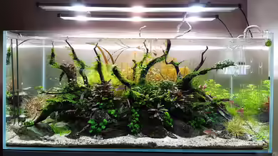 Pflanzenwelt ReLoaded von YoshiMaus