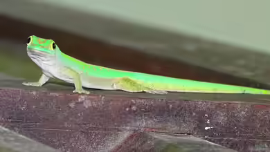 Phelsuma astriata im Terrarium halten