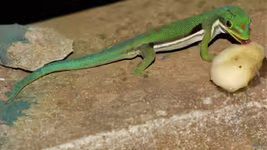 Phelsuma dorsivittata im Terrarium halten