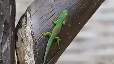 Phelsuma pusilla im Terrarium halten