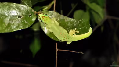 Phelsuma seippi im Terrarium halten