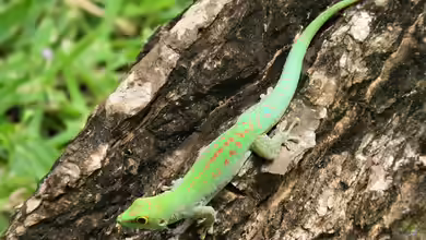 Phelsuma sundbergi im Terrarium halten