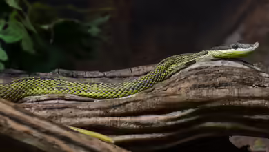 Philodryas baroni im Terrarium halten