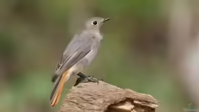 Phoenicurus ochruros im Garten