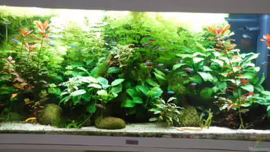 Phoenix 240 von schmitzkatze