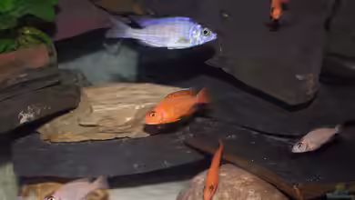 Phoenix Non Mbuna Becken von Phoenix_KM