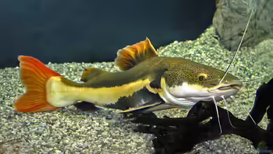 Phractocephalus hemioliopterus im Aquarium halten