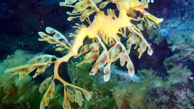 Phycodurus eques im Aquarium halten