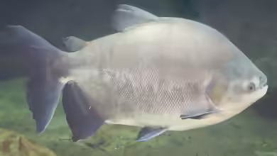 Piaractus: Großsalmler mit beeindruckender Präsenz und besonderen Ansprüchen