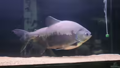 Piaractus brachypomus: Der Riesenpacu im Artenportrait