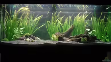 Picards Unendliche Welten von Picard